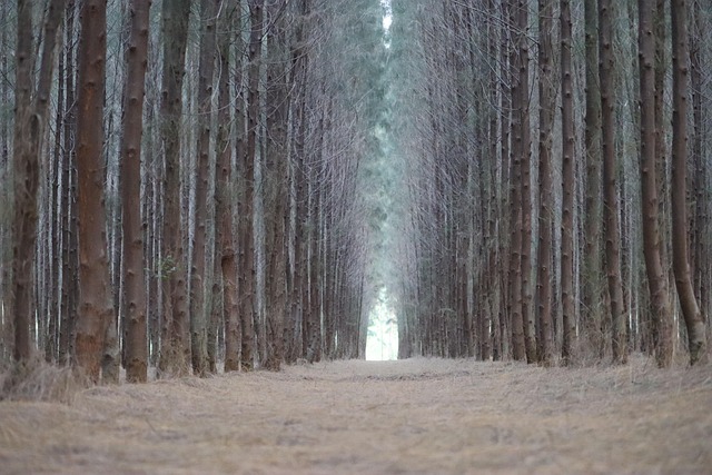plan kursu finansów domowych na ekranie laptopa arkusz budżetu i kalkulator